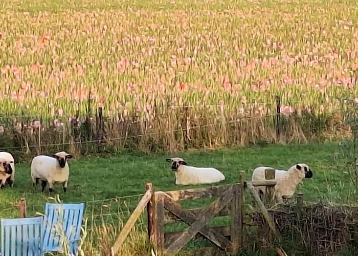 Bed and Breakfast in Arnemuiden